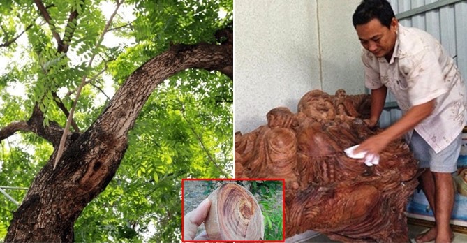 Người đàn ông Cà Mau đào được nửa tấn gỗ quý nhất Việt Nam, 'vứt xó' 2 năm, đại gia trả tiền tỷ không bán
