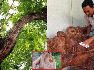 Người đàn ông Cà Mau đào được nửa tấn gỗ quý nhất Việt Nam, 'vứt xó' 2 năm, đại gia trả tiền tỷ không bán