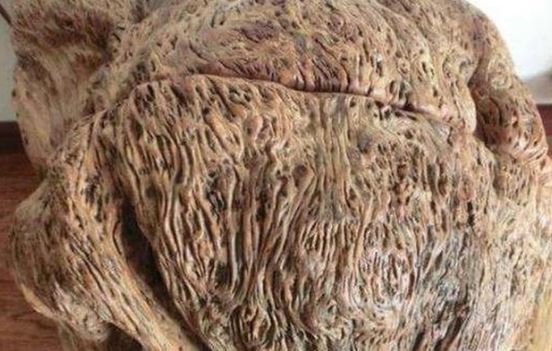 Lão nông nhặt được khúc gỗ hình ‘não heo’ liền đem bán với giá rẻ mạt,nào ngờ là gỗ quý hàng chục tỷ