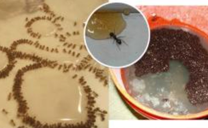 Nếu trong nhà có kiến, bạn không cần dùng nước sôi hay thuốc, mách bạn mẹo đơn giản, kiến tự 'biến mất'