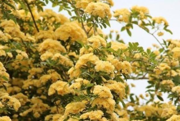 Lo&#xE0;i hoa &#x111;&#x1B0;&#x1EE3;c m&#x1EC7;nh danh &#x201C;th&#x1A1;m b&#x1EAD;c nh&#x1EA5;t th&#x1EBF; gi&#x1EDB;i&#x201D;, tr&#x1ED3;ng 1 c&#xE2;y trong s&#xE2;n, nh&#xE0; th&#x1A1;m ng&#xE1;t, b&#xEC;nh an v&#xE0; may m&#x1EAF;n k&#xE9;o v&#x1EC1;