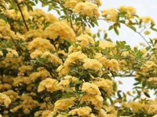 Loài hoa được mệnh danh “thơm bậc nhất thế giới”, trồng 1 cây trong sân, nhà thơm ngát, bình an và may mắn kéo về