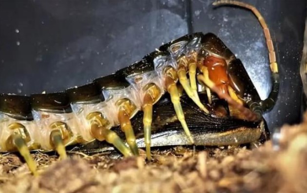 'Rùng mình' loài rết trần khổng lồ Australia: Nuốt chửng 3.700 con chim biển mỗi năm, nguy hiểm đến mức nào?