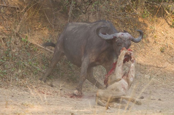 CLIP: Những cuộc săn mồi khốc liệt nhất của các loài mèo lớn