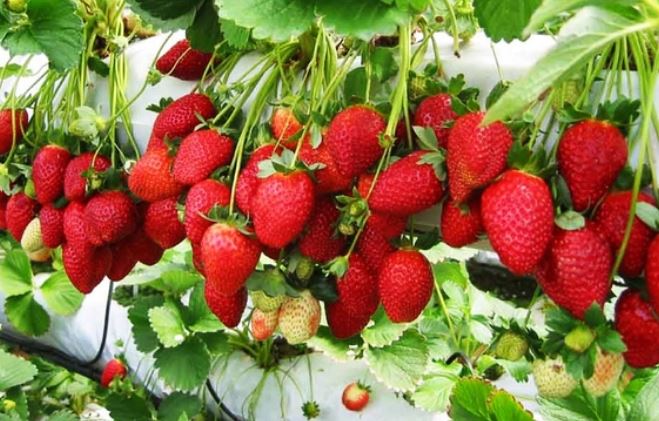 5 loại trái cây hội tụ đủ 3 yếu tố "lâu già - giảm cân - khỏe đẹp" mà phụ nữ nên ăn, đặc biệt ít ngọt nên phòng ngừa tiểu đường