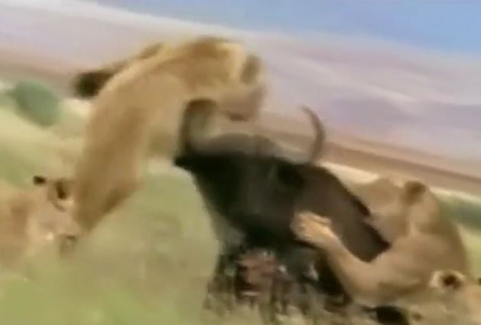 CLIP: Bị đàn sư tử tấn công, trâu rừng nổi điên tung chiêu khiến kẻ đi săn bỏ mạng
