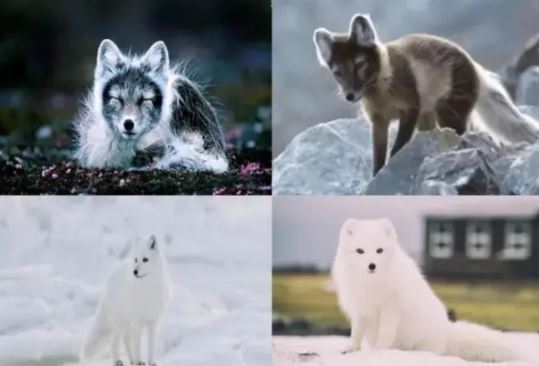 Top động vật có khả năng bắt chước đỉnh nhất: Có loại được thế giới đặc biệt ‘truy nã’!