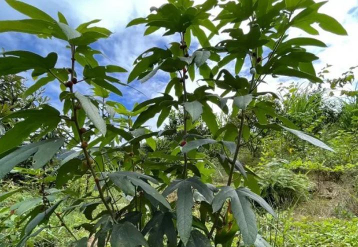 Loại cây mọc nhiều ở đồi núi của Việt Nam: Rễ mệnh danh là "nhân sâm Quảng Đông", giá hơn 100.000 đồng/kg