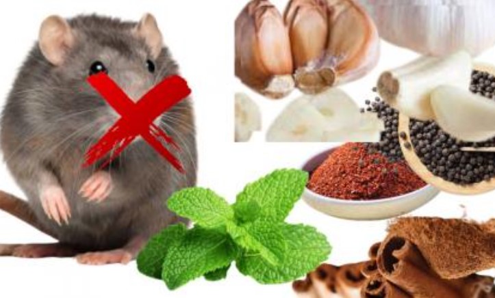 Loại gia vị này có sẵn trong bếp khiến chuột chạy ba phương tám hướng không dám ngoái đầu, nhà sạch và thơm tho
