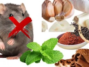 Loại gia vị này có sẵn trong bếp khiến chuột chạy ba phương tám hướng không dám ngoái đầu, nhà sạch và thơm tho