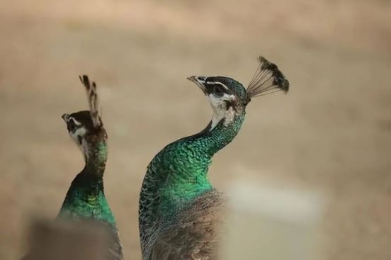 Ở thế giới động vật, con đực thường đẹp hơn con cái là vì bí mật đáng kinh ngạc này!