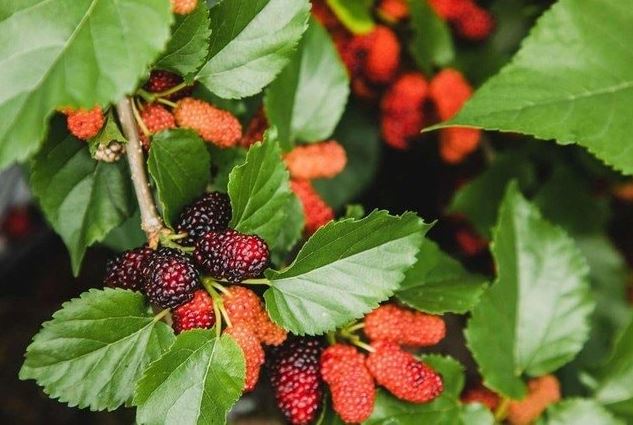 Lo&#x1EA1;i l&#xE1; th&#xF4;ng d&#x1EE5;ng t&#x1ED1;t cho &#x111;&#x1B0;&#x1EDD;ng huy&#x1EBF;t