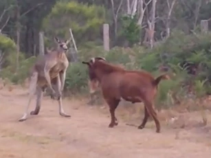 CLIP: Dê láu lỉnh chọc tức kangaroo và nhận cái kết "đắng"