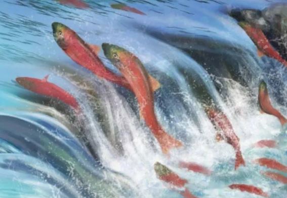 Bí mật kinh ngạc giúp động vật giao phối mà không sợ bị cận huyết! Tạo hoá thật kỳ diệu!