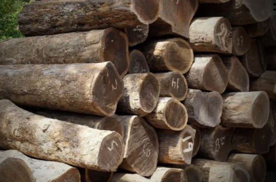 Loại gỗ quý hiếm sắp tuyệt chủng: Thuộc loại cứng và nặng nhất thế giới, chìm trong nước!