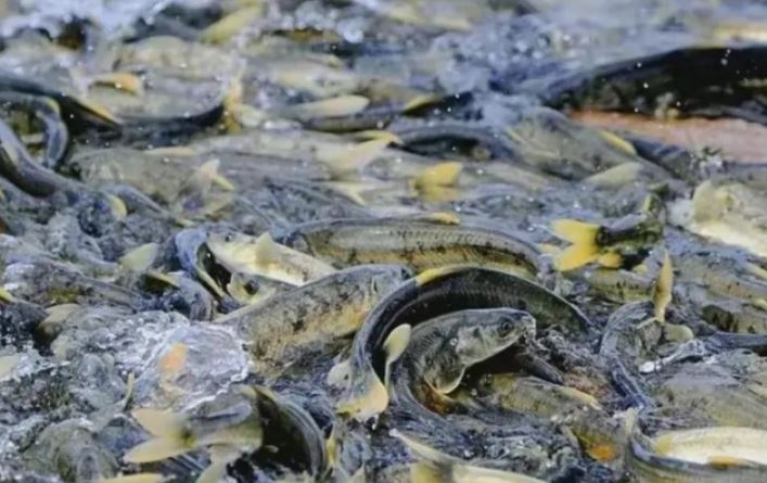 Hồ này ở Tây Tạng có đến 800 triệu kg cá, nhưng không một ai dám bắt, là vì lý do tâm linh?