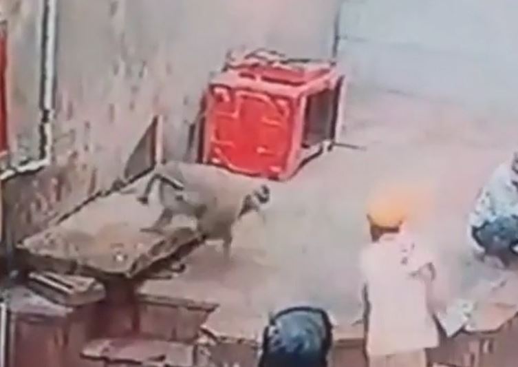 CLIP: Khỉ liều mạng cướp rắn hổ mang khỏi tay người đàn ông và cái kết