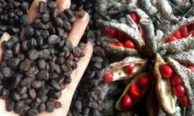 Loại quả trước rụng đầy gốc, không ai thèm ngó nay là đặc sản 'vàng đen', được đầu bếp nhà hàng săn lùng, giá 3 triệu đồng/kg