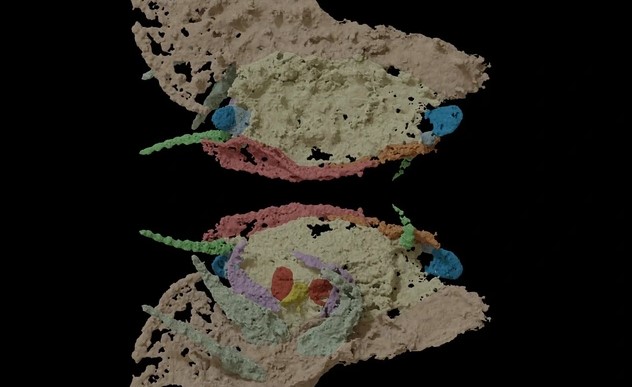 Hãi hùng "rết quái vật" 300 triệu năm to như ô tô