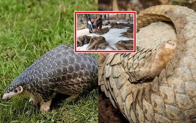 Việt Nam sở hữu động vật có vú duy nhất trên trái đất có vảy: Sắp tuyệt chủng, cả thế giới cấm buôn bán