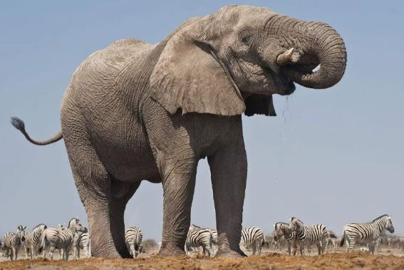 Sởn gai ốc về ‘máu trả thù’ của loài Voi: Đến cả đám tang để báo thù người quá cố