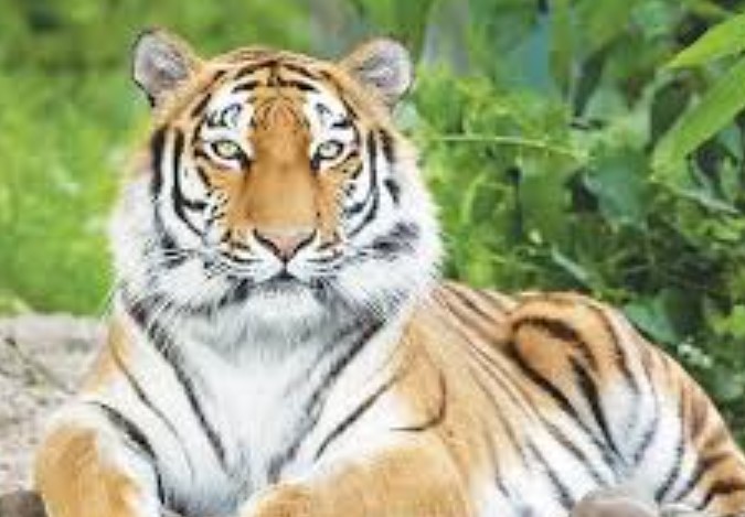 Cuối tháng 9 âm lịch, Thần Tài gõ cửa: 3 con giáp phúc lộc dồi dào, tiền vào như nước