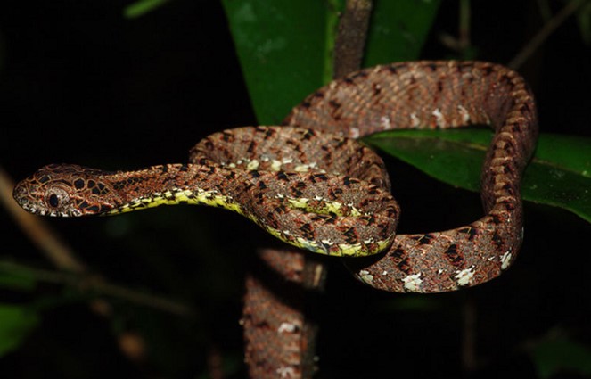 Loài rắn đẹp nhất Việt Nam: Vẻ đẹp siêu thực, được mệnh danh nữ hoàng sắc đẹp của thế giới động vật