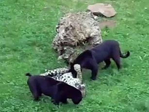 CLIP: Cuộc chạm trán đầy kịch tính giữa bốn con báo