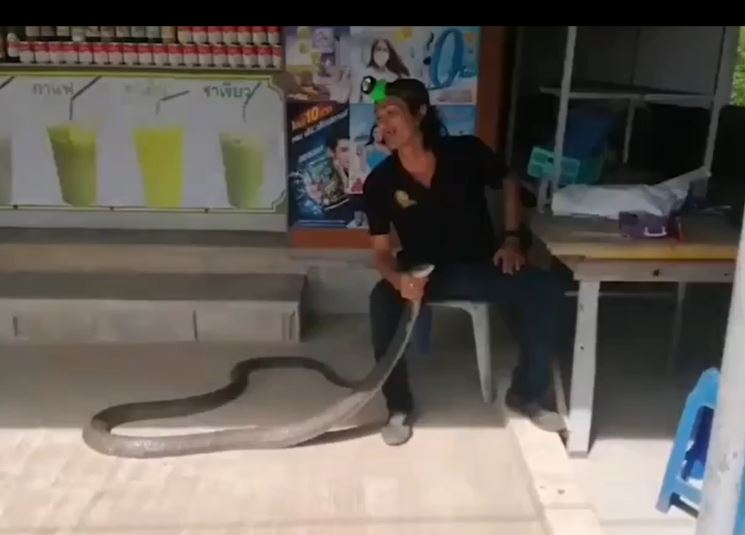 CLIP: Người đàn ông dùng tay không bắt rắn hổ mang chúa và cái kết