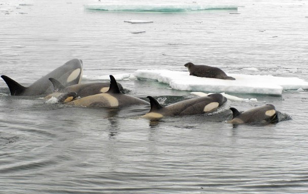 CLIP: Hải cẩu thông minh thoát khỏi vòng vây của đàn cá voi sát thủ