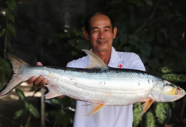 Loài cá quý hiếm như vàng ‘hồi sinh’ diệu kỳ sau 20 năm tưởng như đã tuyệt chủng