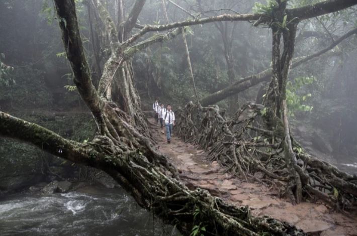 Những cây cầu 'sống' hình thành và phát triển như thế nào?