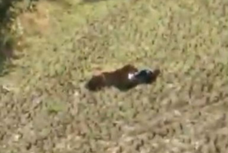 CLIP: Người đàn ông bị hổ vồ và cái kết khiến người xem 'rớt tim'