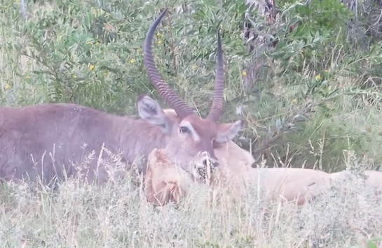 CLIP: Sư tử hạ gục linh dương tàn tật trong chớp mắt