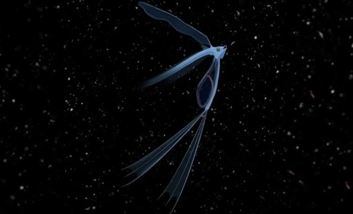 Loài cá 50 triệu năm tuổi này đã khiến các nhà khoa học bối rối trong suốt 200 năm!