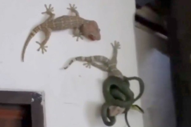 CLIP: Tắc kè dũng cảm tấn công rắn lục cứu đồng loại