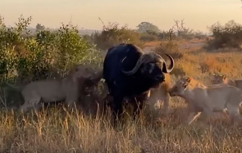 CLIP: Bầy sư tử ‘xúm đen xúm đỏ’ vẫn không thể hạ sát được trâu rừng