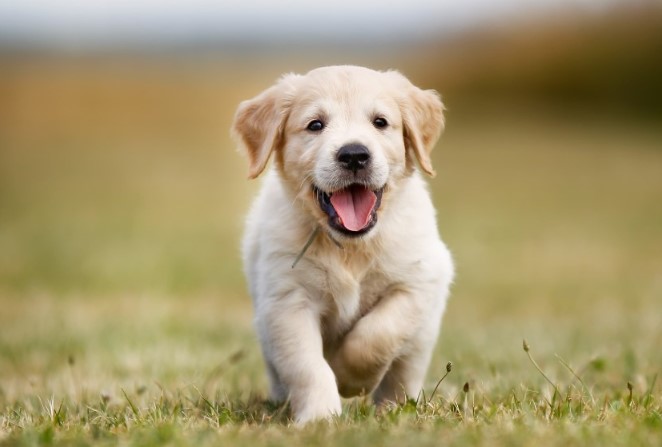 Từ giờ đến Tết Nguyên đán, 3 con giáp này âm thầm bứt phá, gặt hái thành công lớn và tài lộc dồi dào