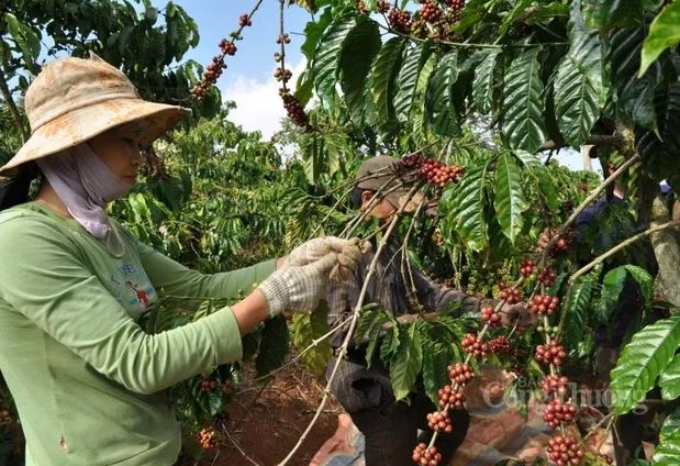 Xuất khẩu cà phê: Kỷ lục nối tiếp kỷ lục