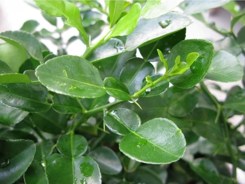 T&#xE1;c d&#x1EE5;ng k&#x1EF3; di&#x1EC7;u c&#x1EE7;a l&#xE1; b&#x1B0;&#x1EDF;i nh&#x1B0;ng &#xED;t ng&#x1B0;&#x1EDD;i bi&#x1EBF;t &#x111;&#x1EBF;n