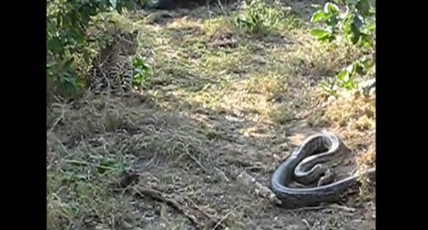 CLIP: Báo hoa mai hạ gục trăn khổng lồ chỉ với một đòn chí mạng