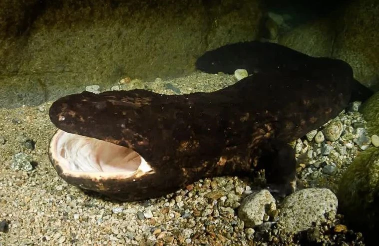 Kỳ nhông đực khổng lồ Nhật Bản (Japanese Giant Salamander)