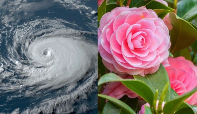 Tại sao cơn bão số 6 sắp đổ bộ vào Biển Đông được đặt tên Trà Mi, trùng tên với loài hoa?