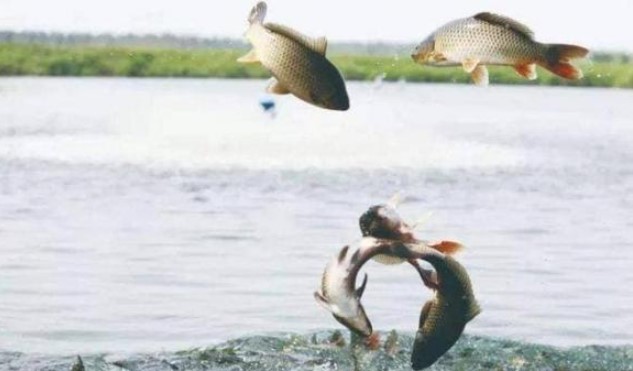 Cá nước ngọt không thể tồn tại trong nước biển, vậy sau khi nước sông chảy ra biển, số lượng lớn cá đã đi đâu?