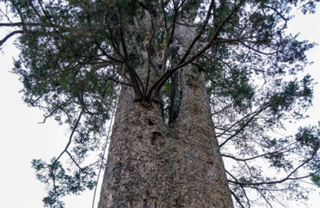 Loại gỗ quý hiếm của Việt Nam mọc trên độ cao 1.000m: Giá có thể lên đến hàng trăm triệu/kg, đang bị đe dọa tuyệt chủng