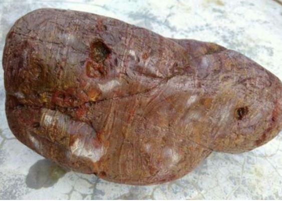 Chàng trai trẻ nhặt được ‘khúc gỗ’ nhưng lại không phải gỗ, quý hiếm bậc nhất có thể trị giá hàng nghìn tỷ