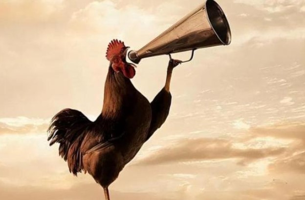Hé lộ sự thật đằng sau lý do gà gáy đúng giờ mỗi ngày. Con người đã đoán sai hàng nghìn năm!