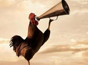 Hé lộ sự thật đằng sau lý do gà gáy đúng giờ mỗi ngày. Con người đã đoán sai hàng nghìn năm!