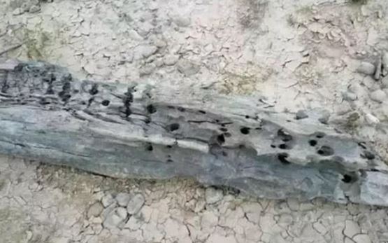 Lão nông đi câu vớt được cây ‘gỗ mục’, sung sướng nhận ra là gỗ quý thượng hạng, 'kho báu' trị giá hàng tỷ đồng