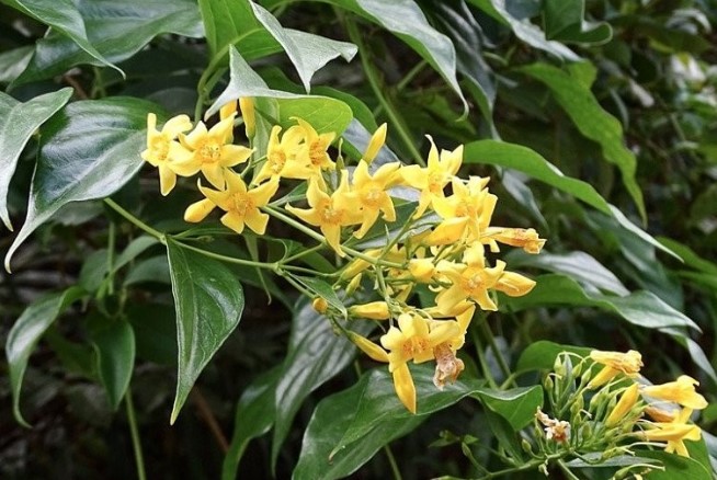 Loại lá gợi tên “tử thần” nhưng nhiều người nhầm lại mang về làm rau ăn, đây là cách nhận biết chính xác nhất